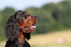 Gordon Setter Portrait