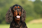 Gordon Setter Portrait