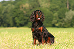 sitting Gordon Setter