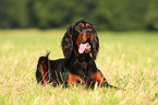 lying Gordon Setter