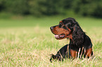 lying Gordon Setter