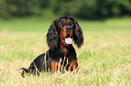 lying Gordon Setter