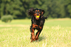 running Gordon Setter