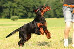 running Gordon Setter