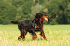 running Gordon Setter