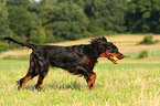 running Gordon Setter