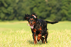 running Gordon Setter