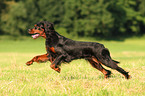 running Gordon Setter