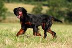 running Gordon Setter