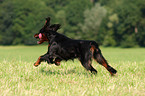 running Gordon Setter