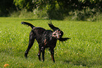 shaking Gordon Setter