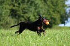 running Gordon Setter