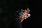 Gordon Setter