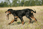 Gordon Setter retrieves dummy