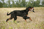 Gordon Setter retrieves dummy