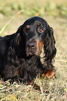 lying Gordon Setter