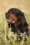 Gordon Setter Portrait