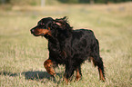 running Gordon Setter