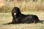 lying Gordon Setter