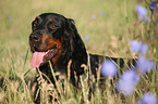 Gordon Setter Portrait