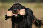 Gordon Setter retrieves dummy