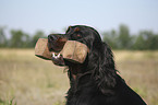 Gordon Setter retrieves dummy