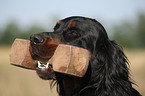 Gordon Setter retrieves dummy