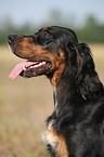 Gordon Setter Portrait