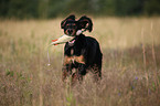 Gordon Setter retrieves dummy