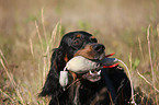 Gordon Setter retrieves dummy