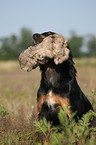 Gordon Setter retrieves dummy