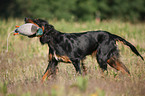 Gordon Setter retrieves dummy