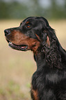 Gordon Setter Portrait