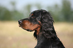 Gordon Setter Portrait