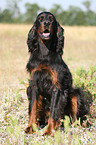 sitting Gordon Setter