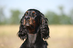 Gordon Setter Portrait