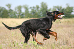 Gordon Setter retrieves dummy