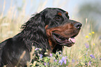 Gordon Setter Portrait