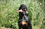 Gordon Setter retrieves dummy