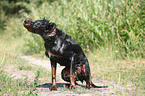 shaking Gordon Setter