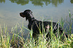 Gordon Setter