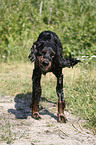 shaking Gordon Setter