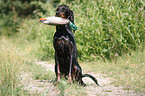 Gordon Setter retrieves dummy