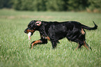 Gordon Setter retrieves dummy