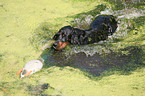 Gordon Setter retrieves dummy