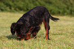 digging Gordon Setter