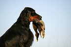 Gordon Setter retrieves duck