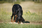 Gordon Setter retrieves fox