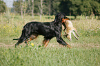 Gordon Setter retrieves fox