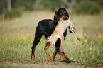 Gordon Setter retrieves fox